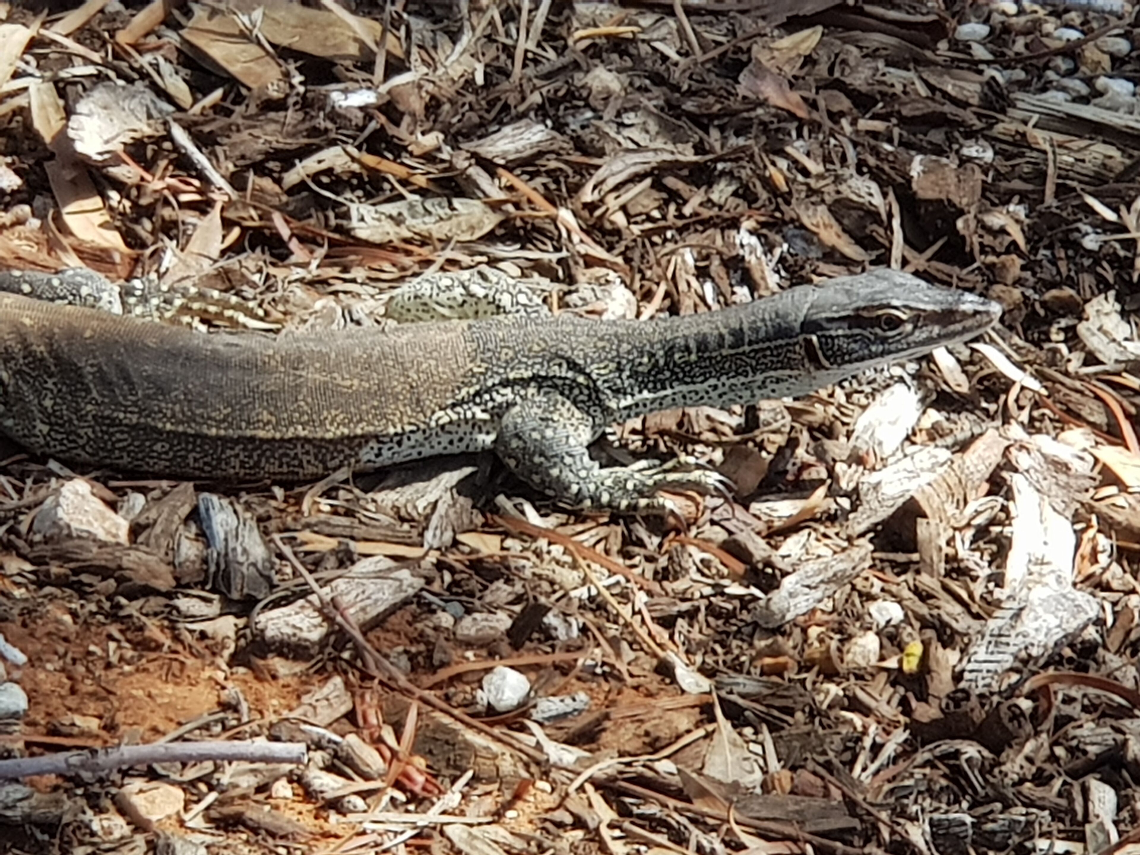 Morgan on the River Murray  with awesome river and scrub views — image 25