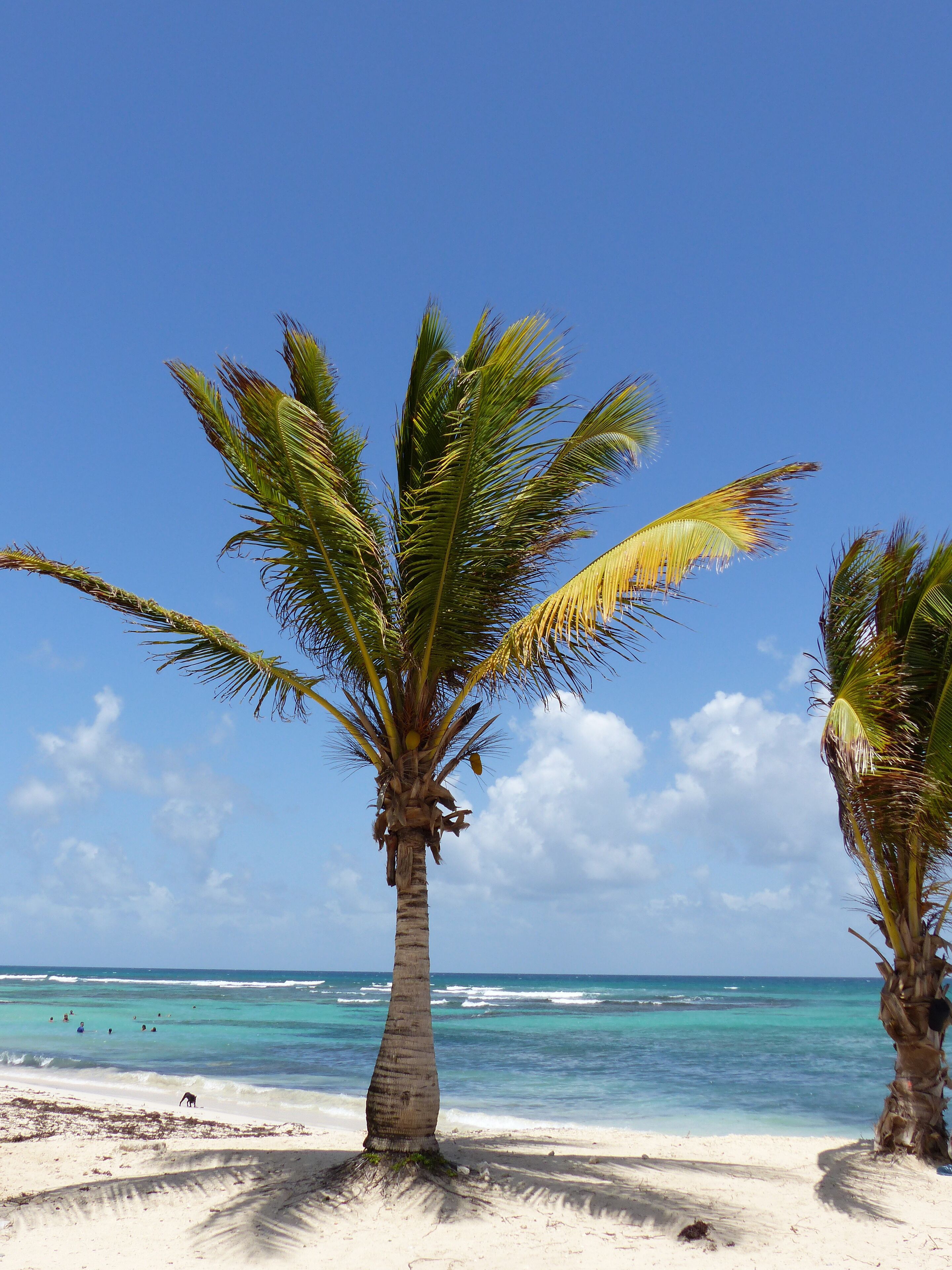 Una playa con dos palmeras y un cielo azul despejado.
