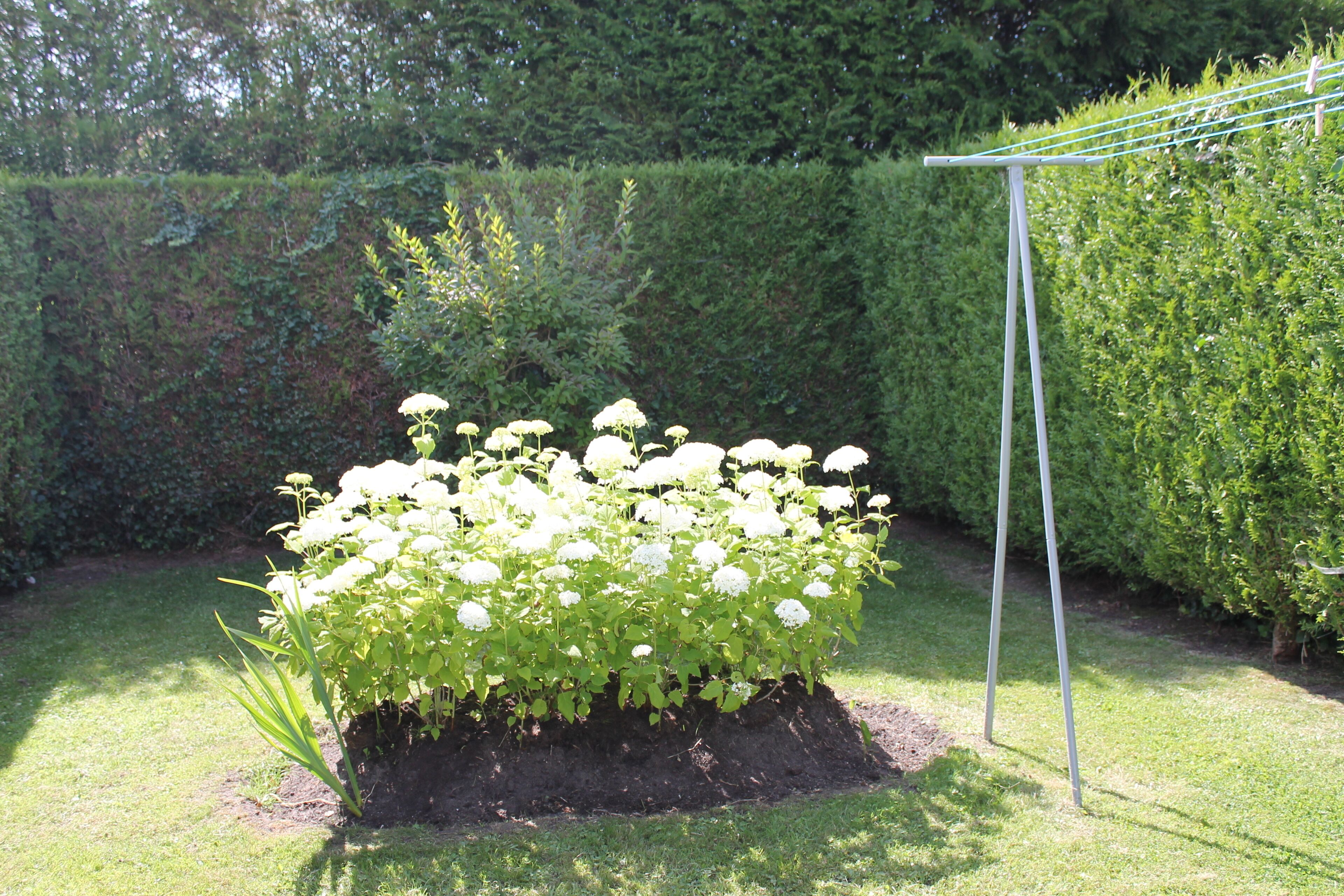 A garden with a raised flower bed containing white flowers, surrounded by a hedge and a metal structure.