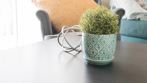 A small potted plant in a patterned mug on a table. - Cute Condo in Rock Hill-45 (Rock Hill)