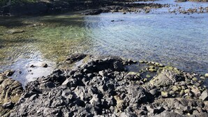 A rocky shoreline with clear water, trees, and a distant view of the ocean.