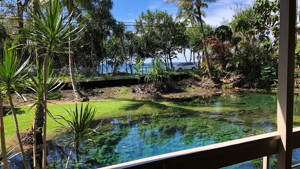 A clear view of a tropical garden with a pond, palm trees, and a distant view of the ocean.