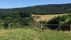 Pastagem cercada com animais a pastar, rodeada por vegetação exuberante e uma colina arborizada ao fundo.