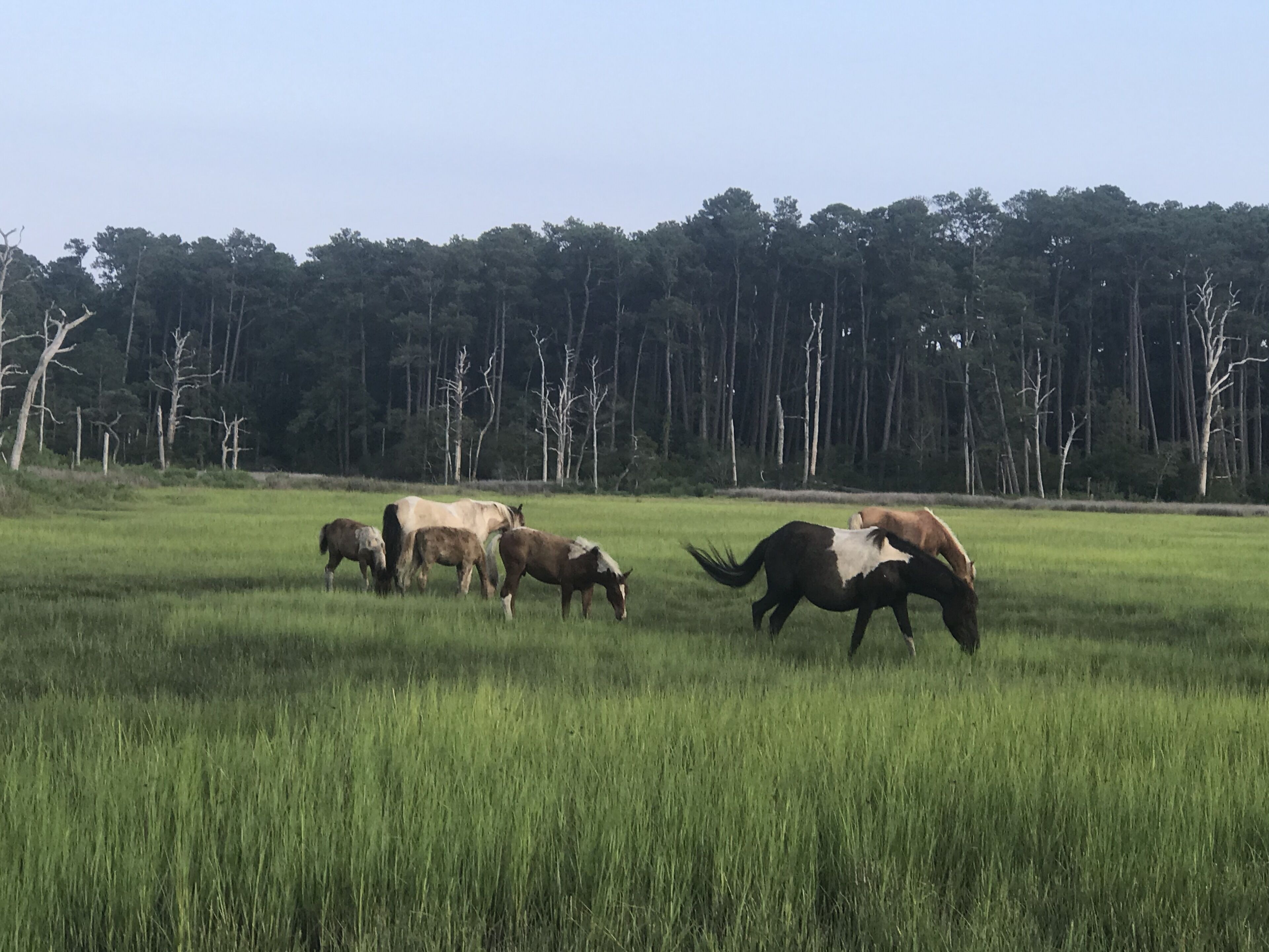 A grassy field with several horses grazing.