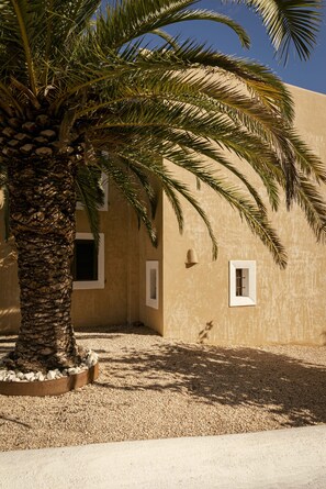 A palm tree in front of a building with a beige facade and white-framed windows.