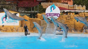 A dolphin show at a water park with a sign reading "SELWO" and "MARIA DELFINARIUM BENALMADENA". - Family studio 10 min walk from the beach (Benalmádena)