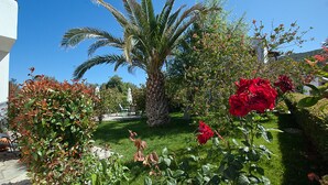 A garden with a palm tree, red roses, and a lawn.