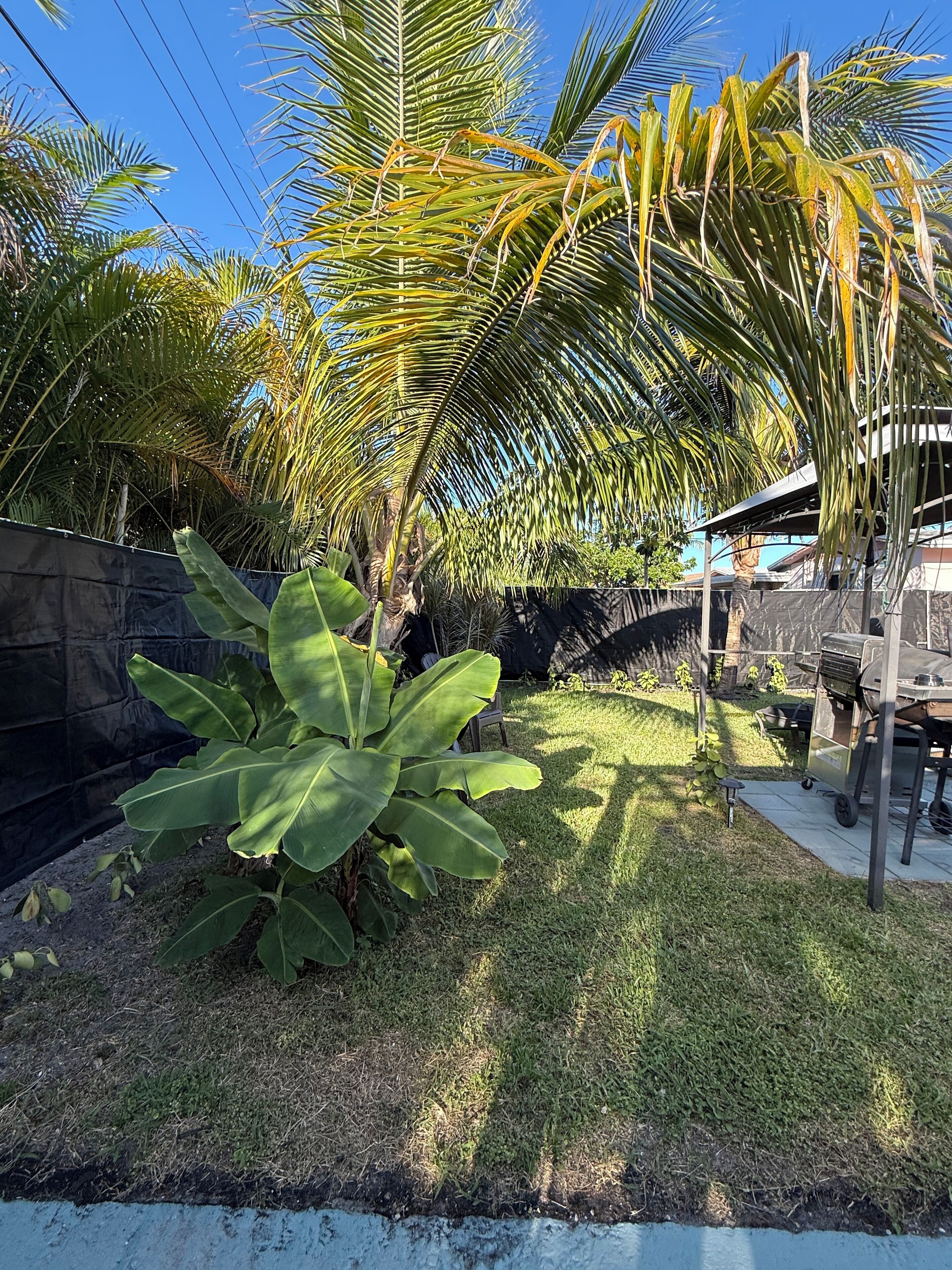 A garden with palm trees and a large banana plant.