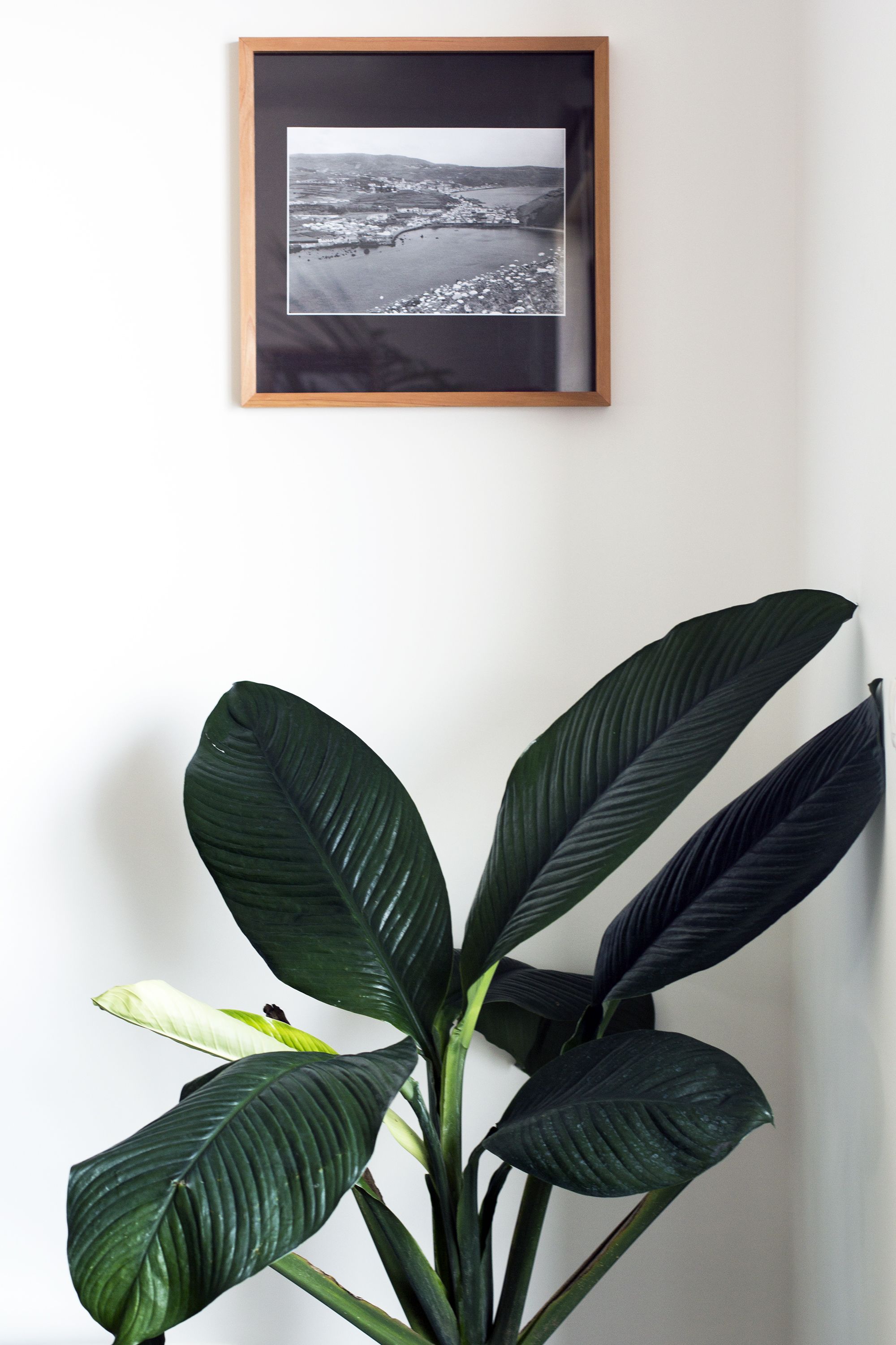 A framed black and white photograph of a coastal landscape, a large green plant with broad leaves, and a white wall.