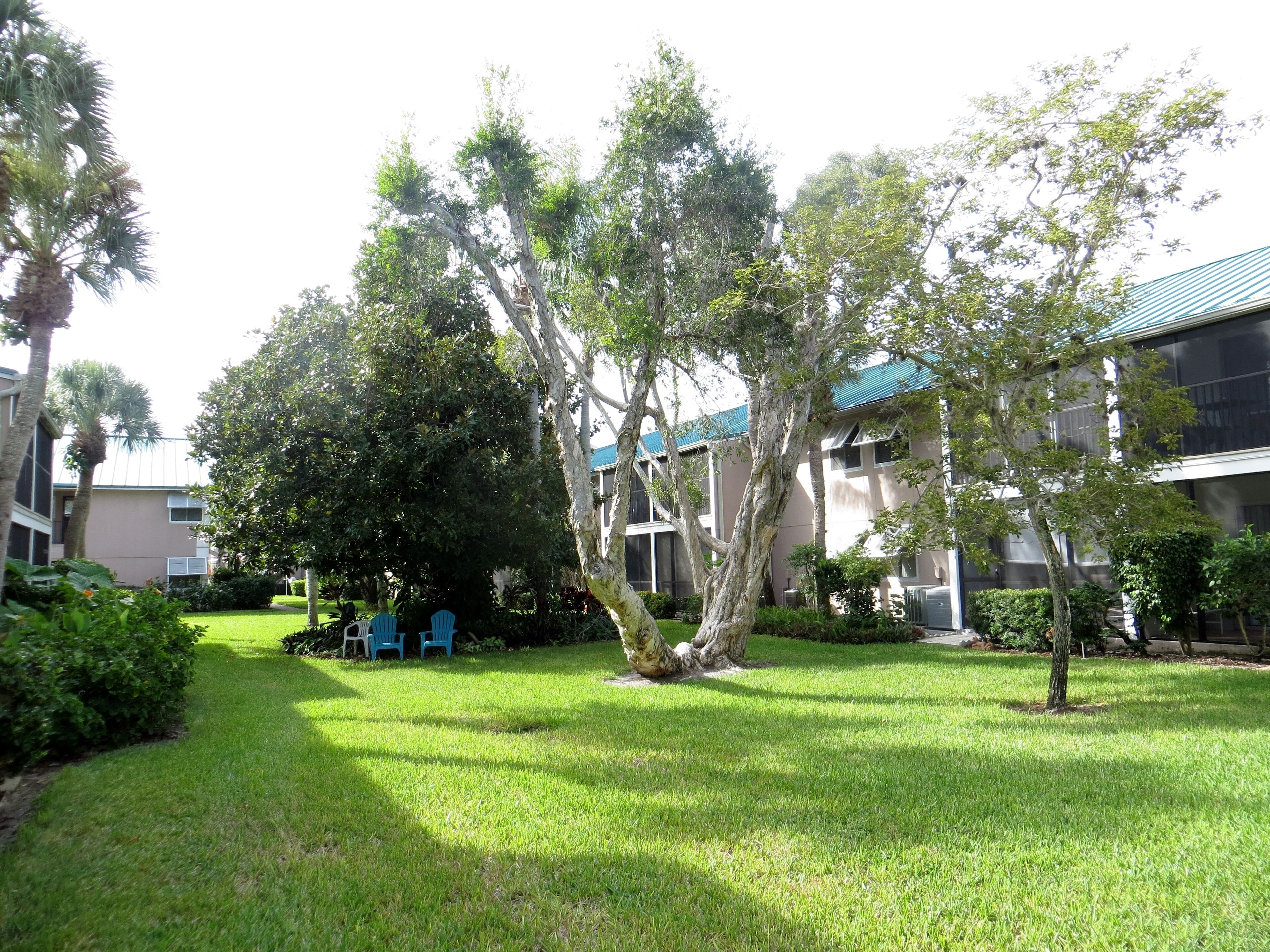 A courtyard with a large tree, a small tree, and a building with a blue roof.