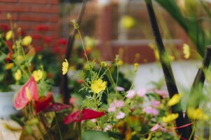 Um jardim com diversas flores e plantas.