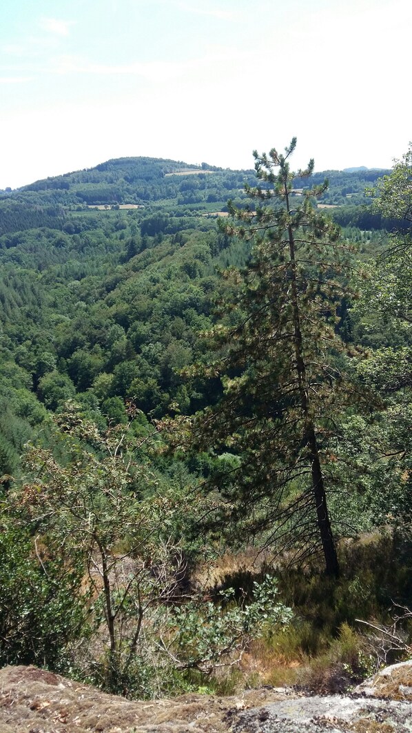 Paesaggio montuoso con fitta foresta e cielo sereno.