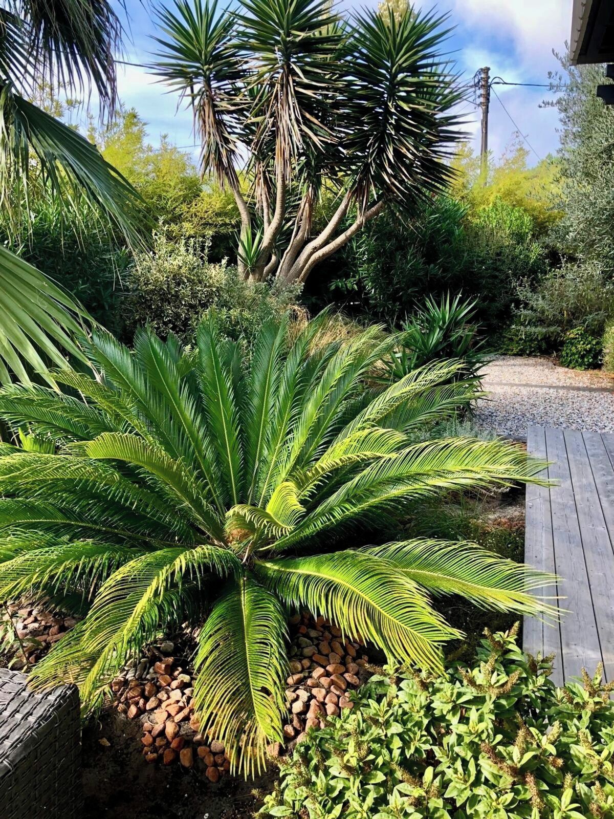 A garden with a variety of plants, including a prominent palm tree, surrounded by a wooden deck.
