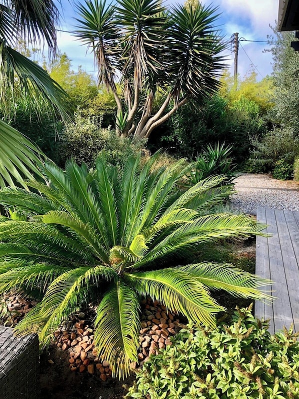 A garden with a variety of plants, including a prominent palm tree, surrounded by a wooden deck.