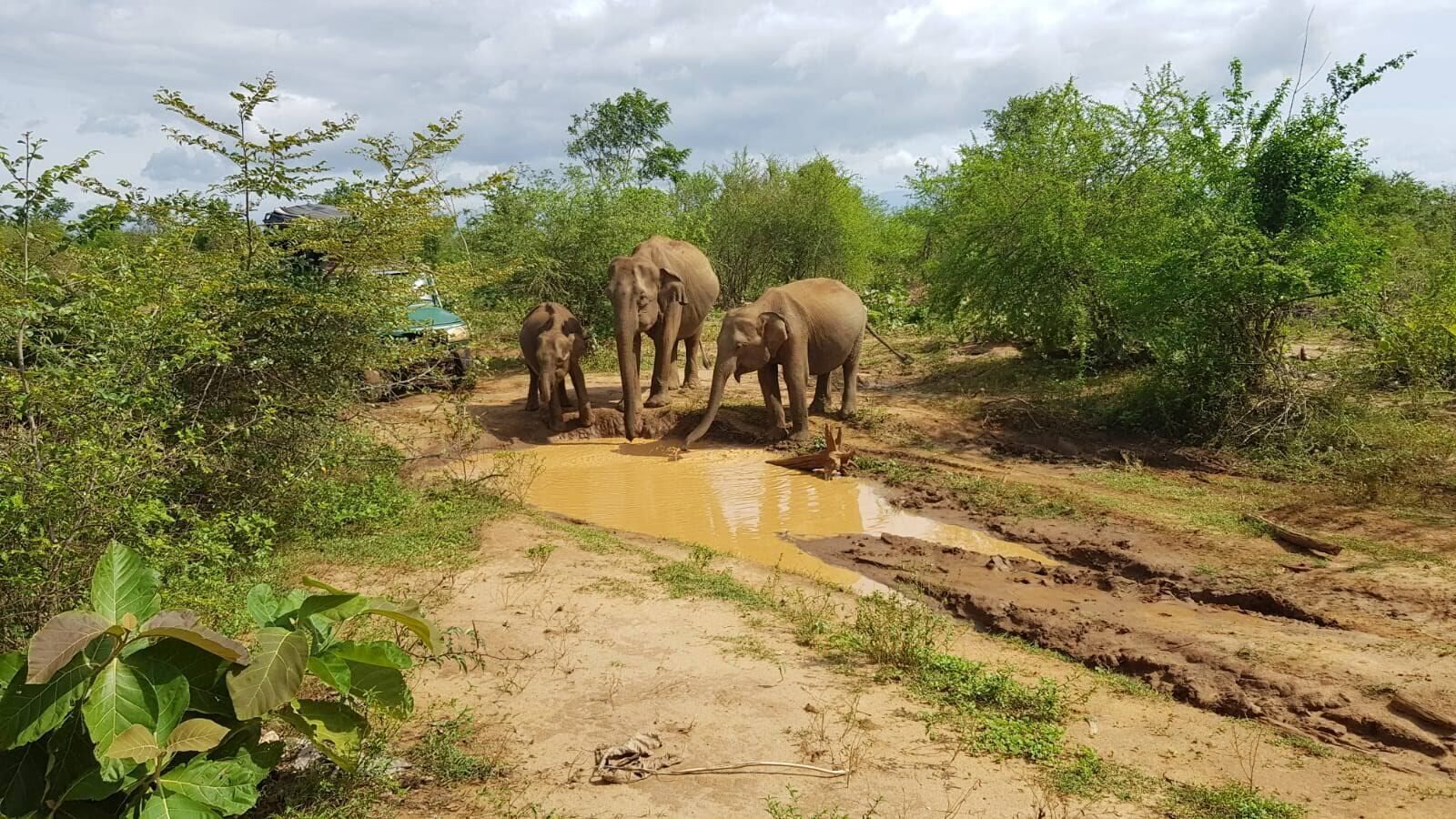 Un groupe d’éléphants se trouve près d’une mare boueuse, entourée de végétation luxuriante.