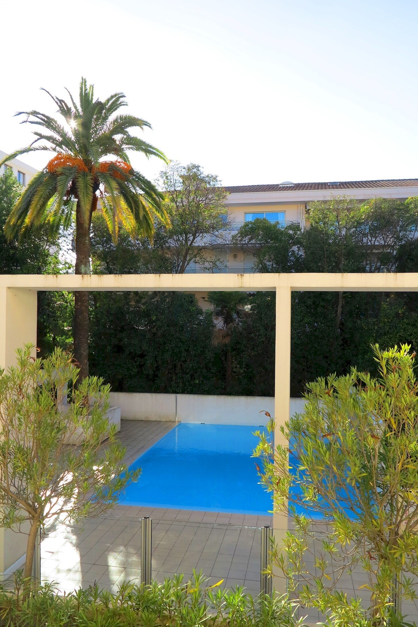 Una piscina con muelle de madera, rodeada de follaje y una palmera.