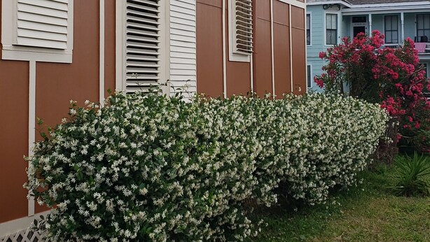 Ein zweistöckiges Haus mit weißen Fensterläden und einem gepflegten Garten mit blühenden Sträuchern.