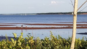 A beach with a tree in the foreground and a view of the sea in the background. - Downtown Summerside Jewel (Summerside, PE)