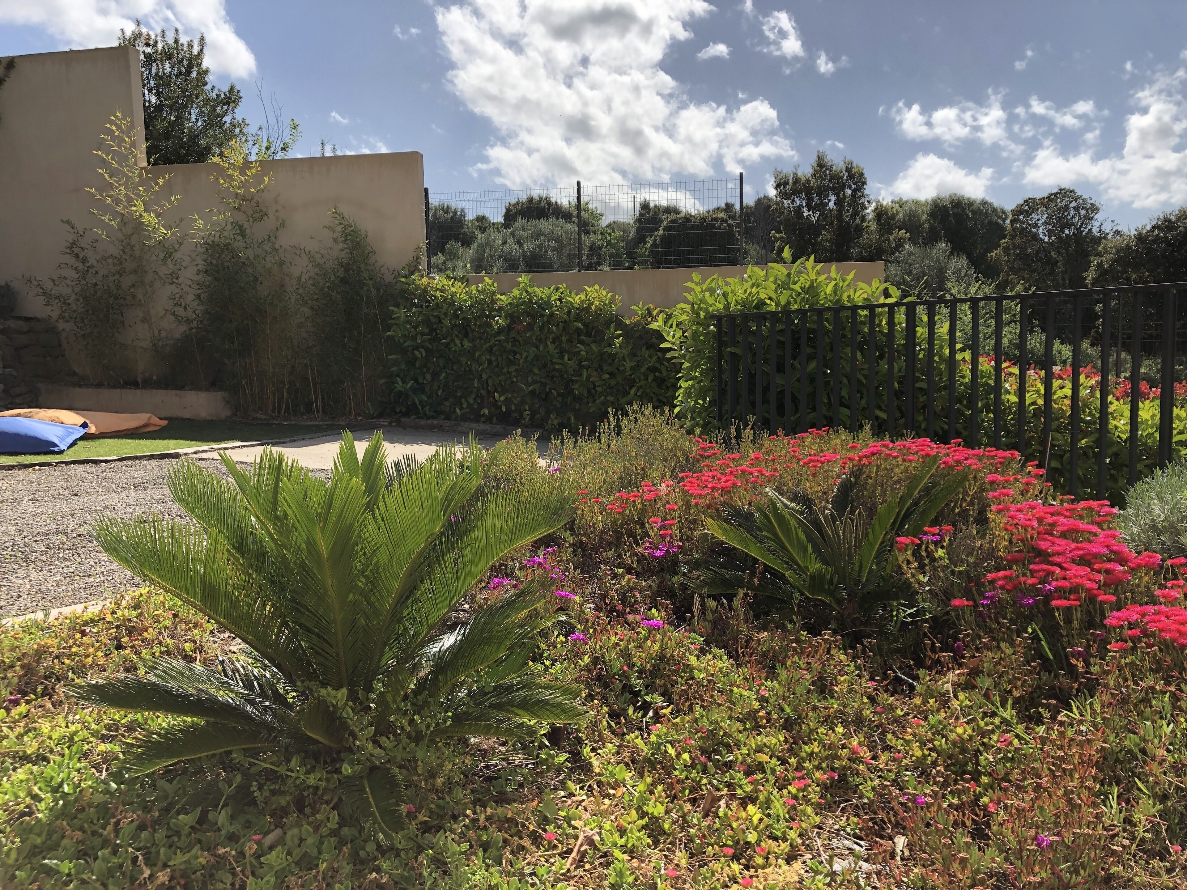 A garden with various plants and flowers, a fence, and a building in the background.