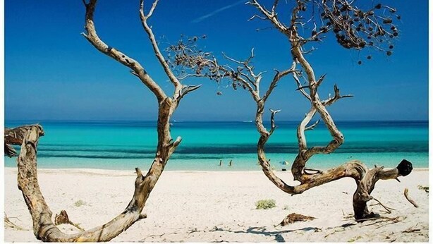 Een strand met twee grote, dode bomen en een helderblauwe lucht.