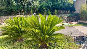 Een tuin met twee grote groene planten, een stenen muur en een verhard terras met een rood voorwerp.