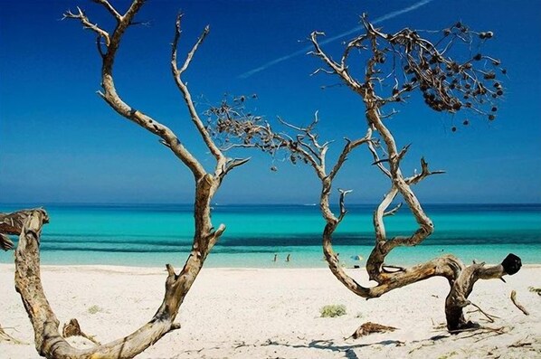 Une plage avec deux arbres morts bien visibles et un ciel bleu dégagé.