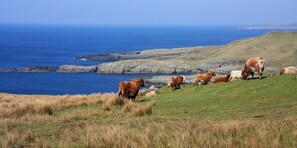 Vlak bij het strand, strandlakens