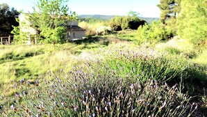 A rural landscape with a house, trees, and a field of lavender.