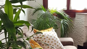 A living room with a sofa, a large potted plant, and a window with curtains. - Large and quiet apartment 20 minutes from Venice (Venezia)