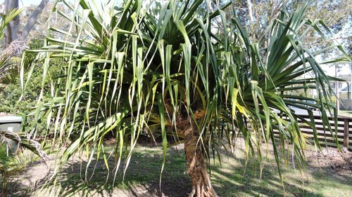 Cresta 1 Crescent Head