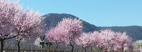 A row of cherry blossom trees in full bloom with a mountain in the background. - Apartment (9) renovated and lovingly decorated. (Neustadt an der Weinstraße)