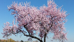 Un cerezo en flor con un cielo azul despejado al fondo.