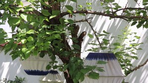 A tree with hanging blue and white lanterns. - Cozy 2 room apartment in Mainzer Bestlage (Oberstadt)