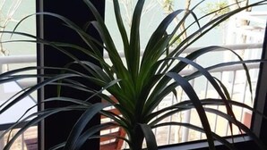 A potted plant by a window with a view of a mountainous landscape. - Restful River Bungalow (Phong Nha)