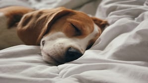 Un perro durmiendo sobre una cama con ropa de cama blanca.