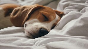 Un perro durmiendo sobre una cama con ropa de cama blanca.