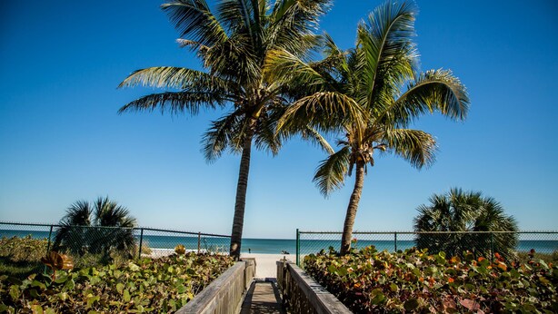 Une promenade en bois menant à une plage bordée de palmiers, sous un ciel bleu et dégagé.