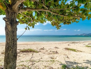 Une plage avec un arbre au premier plan et une vue dégagée sur la mer.