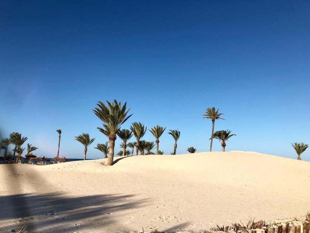 A sandy beach with palm trees and a clear blue sky.