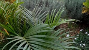 A garden with various plants and flowers.