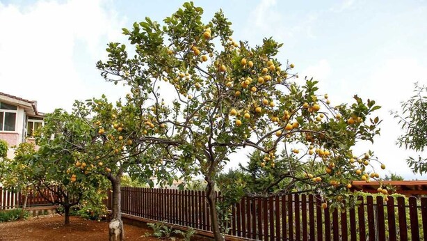Un árbol con muchas frutas, una valla de madera y un edificio al fondo.