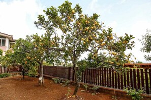 A tree with numerous fruits, a wooden fence, and a building in the background. - B&B Il Nido (Camerota)