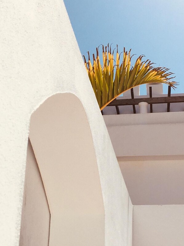 A white building with a curved architectural feature and a plant with long, slender leaves.