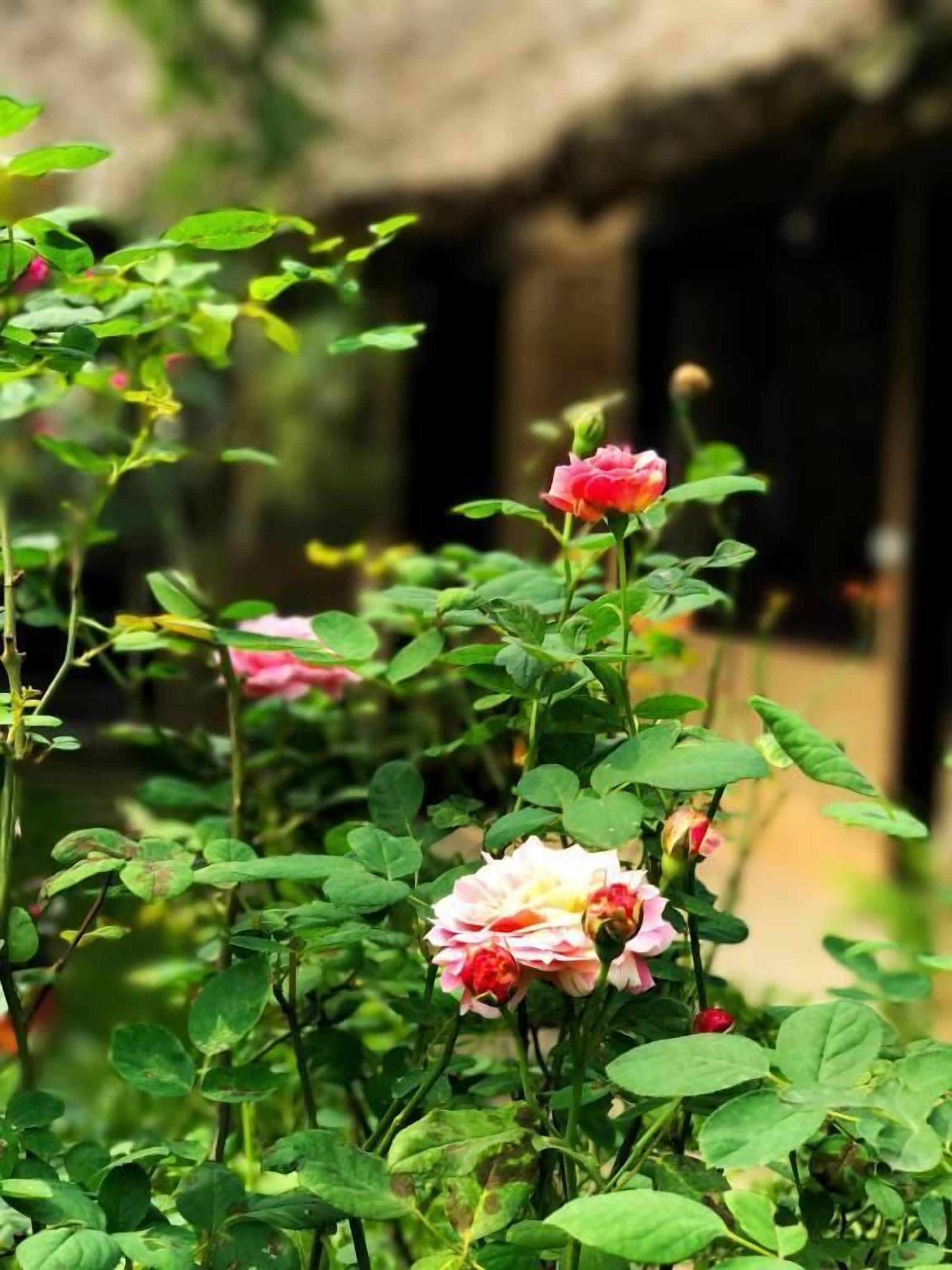 A garden with blooming roses and a rustic building in the background.