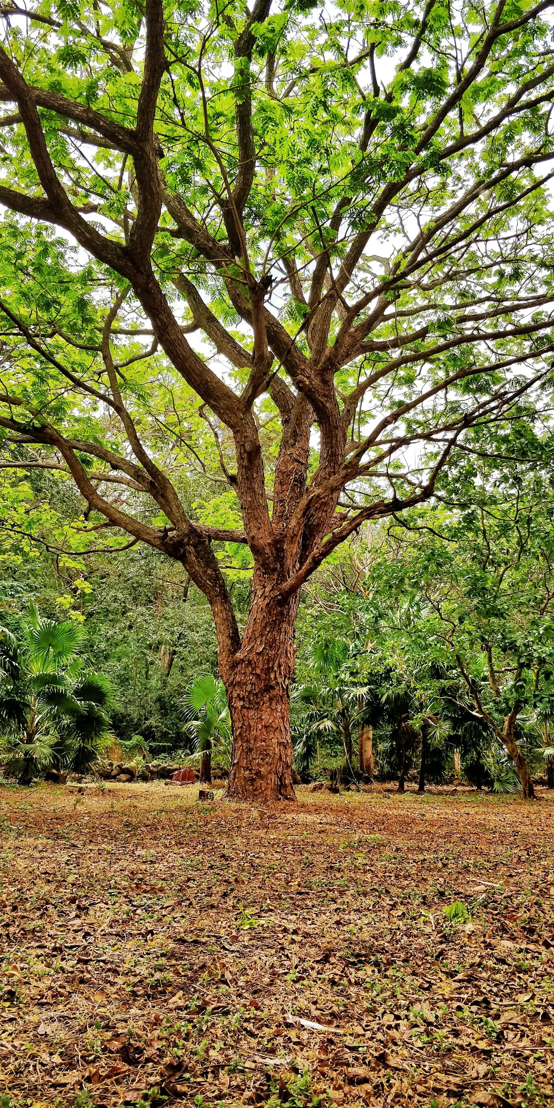 A large tree with a thick trunk and extensive branches in a natural setting.