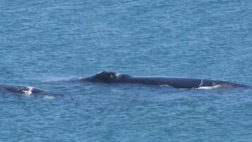 Pemandangan dari properti