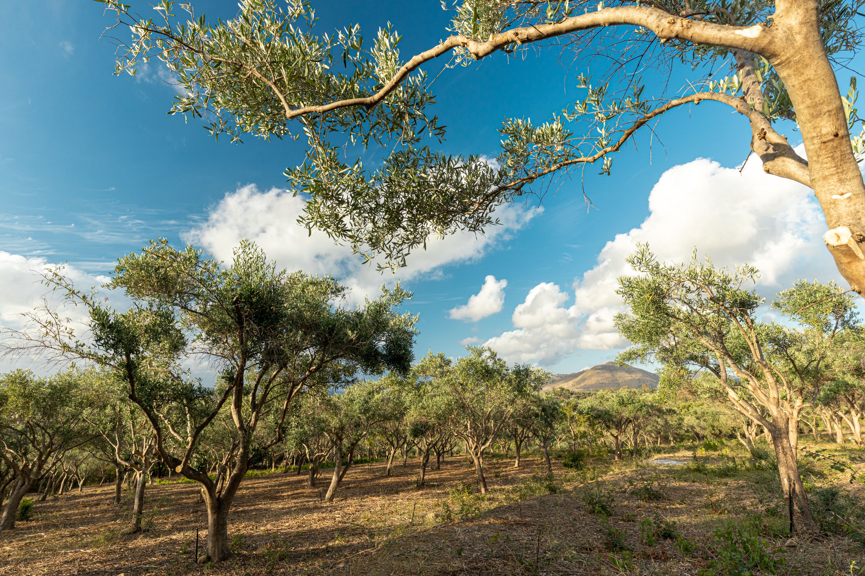 An olive grove with trees and a clear sky.