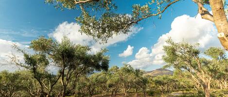 An olive grove with trees and a clear sky.