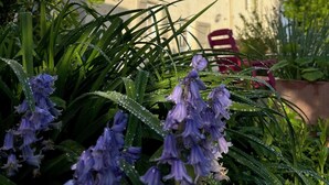A building with a stone facade and a tiled roof, surrounded by lush greenery and purple flowers. - Aux Chambres des Bujours (Saint-Georges-des-Coteaux)