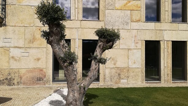 Um edifício com fachada de pedra, várias janelas e uma árvore em primeiro plano.